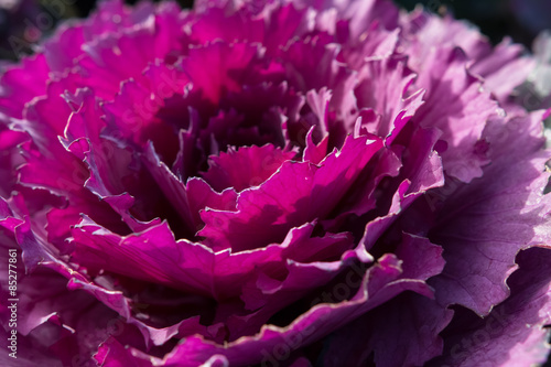Принти на полотні Rosette of purple ornamental cabbage