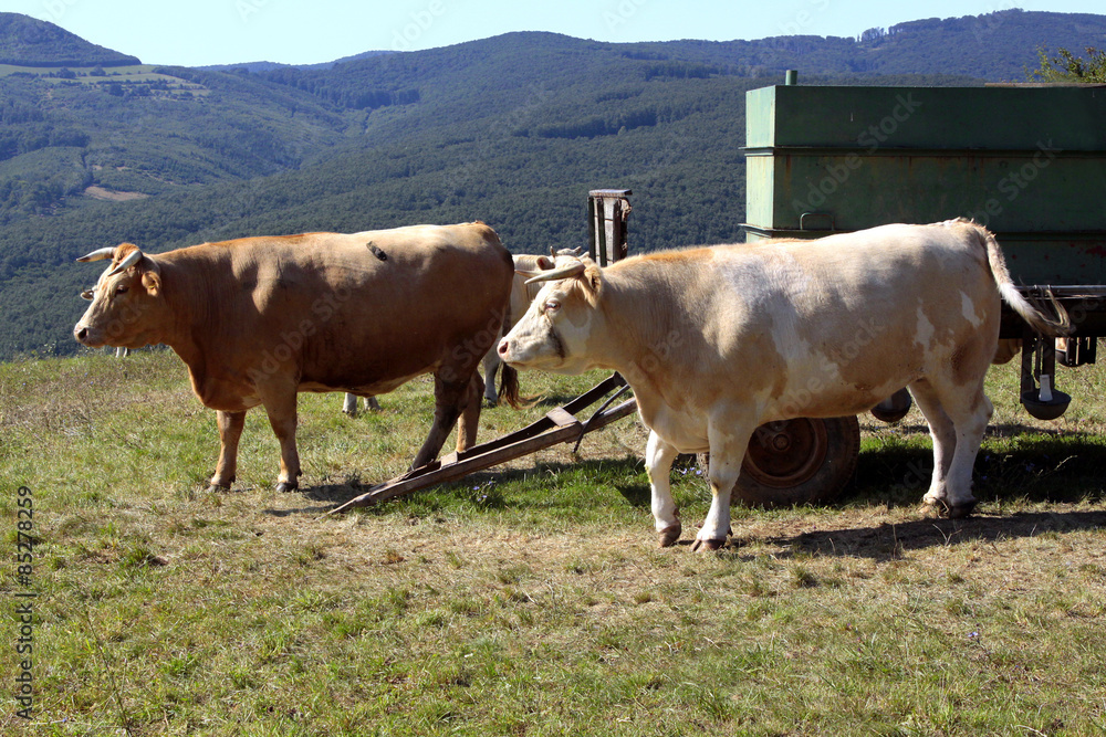 Fototapeta premium Two cattle heifers waiting near the cart on the pasture, Slovakia