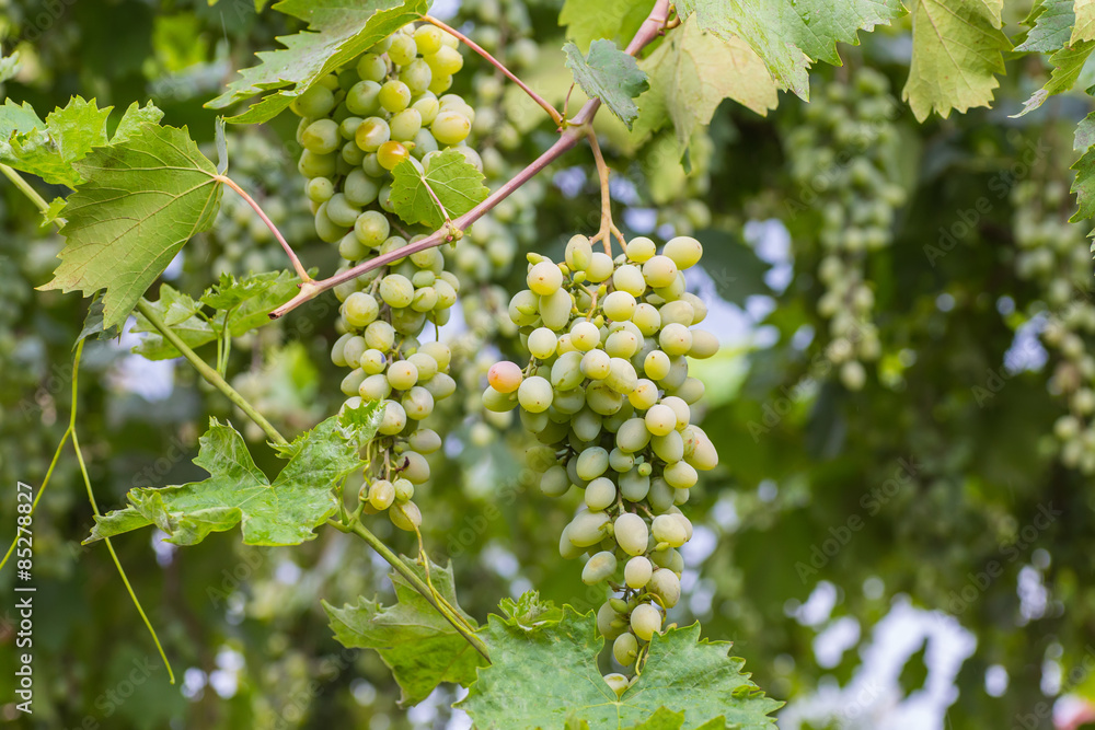 Bunch of grapes with green vine leaves in basket on wooden table Bunch of grapes with green vine leaves in basket on wooden table