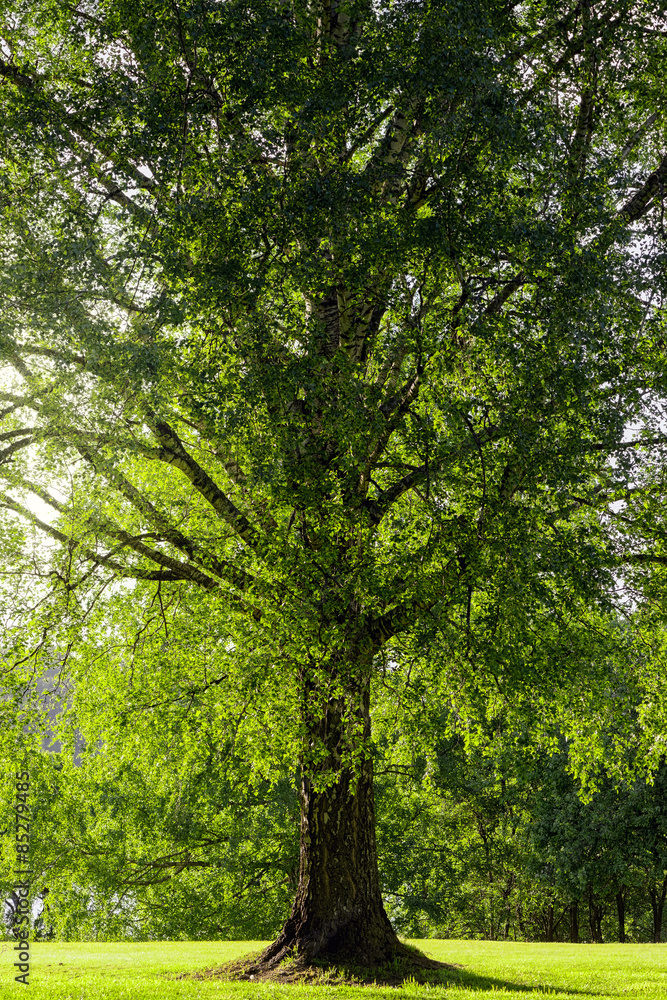 Big birch trees during a summer day Big birch trees during a summer day