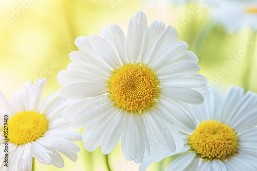 Fototapeta Naklejka Na Ścianę i Meble -  Flowers on the meadow.