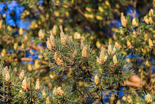 Blooming pine tree closeup ...