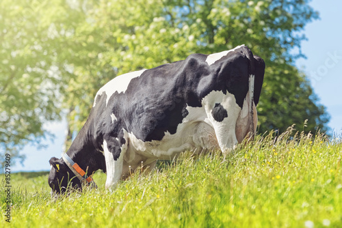 Black and white cow grazing...