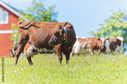 Brown cow grazing and wavin...