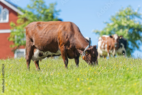 Brown cow grazing in the gr...