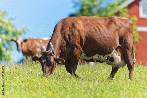 Brown cow grazing in the lu...