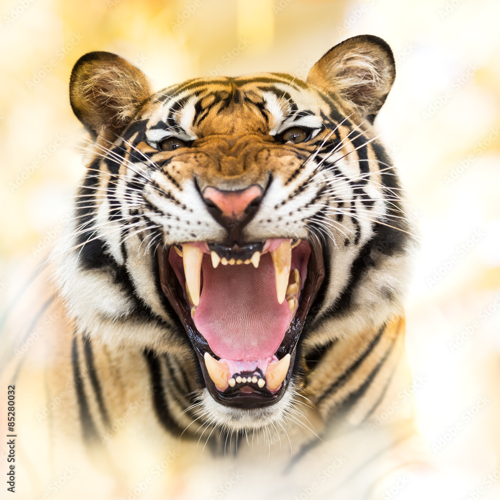 Obraz premium Warczenie tygrysa syberyjskiego