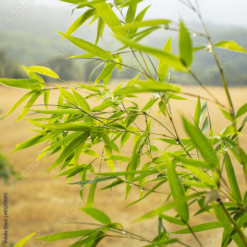 Green leaves close up on a brown forest background