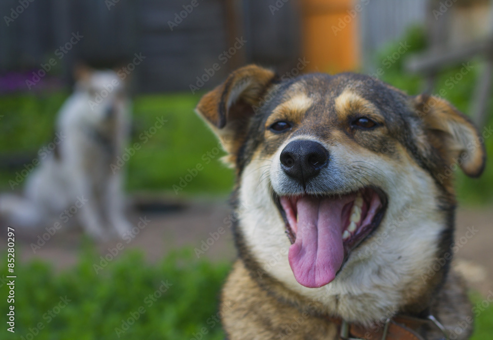 Funny dog with his tongue hanging out Funny dog with his tongue hanging out
