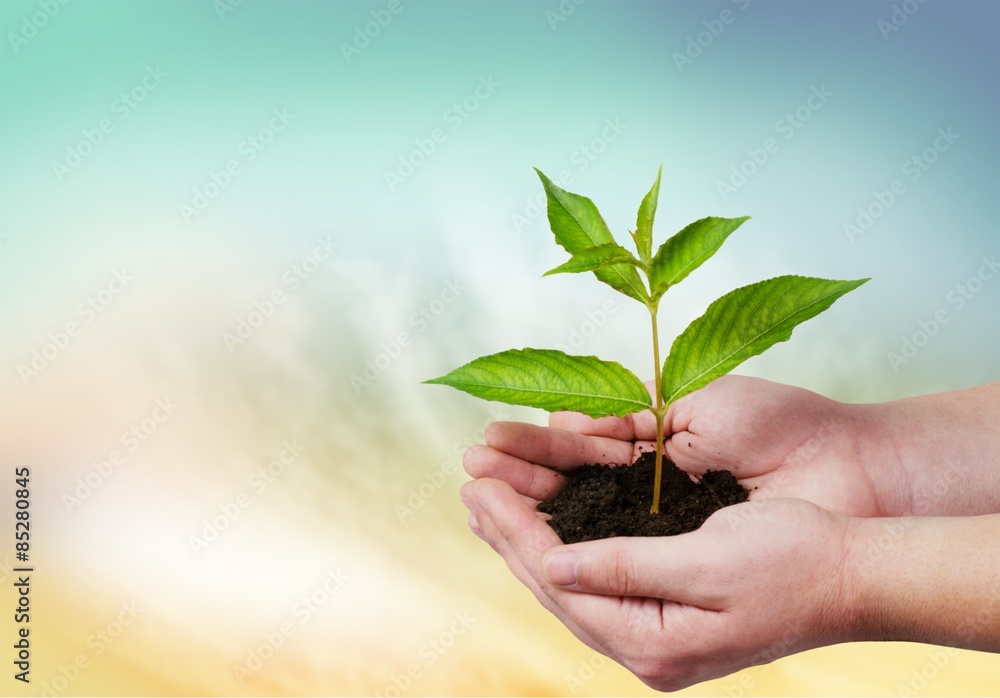 Human Hand, Plant, Growth.