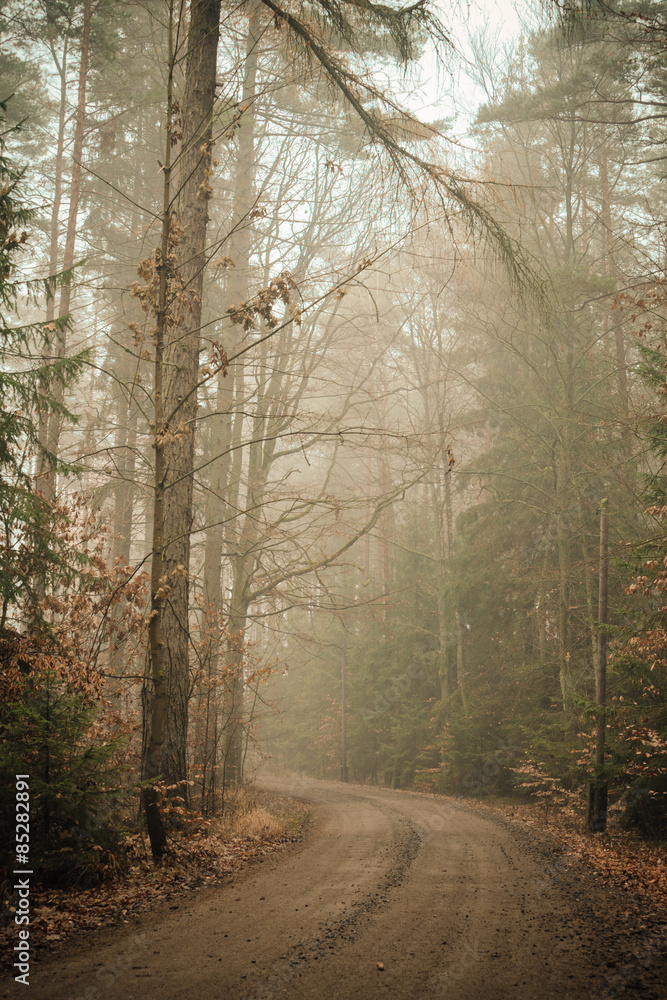 Fototapeta premium Pathway through the misty autumn forest