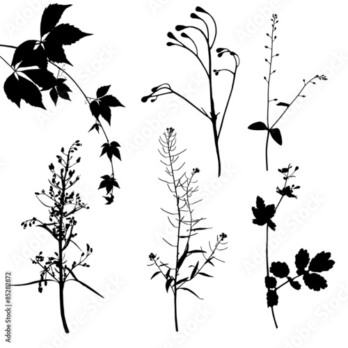 Fotografie, Obraz Different plants silhouettes on white background