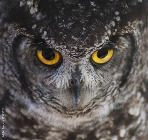 Owl eyes © suzyanne16