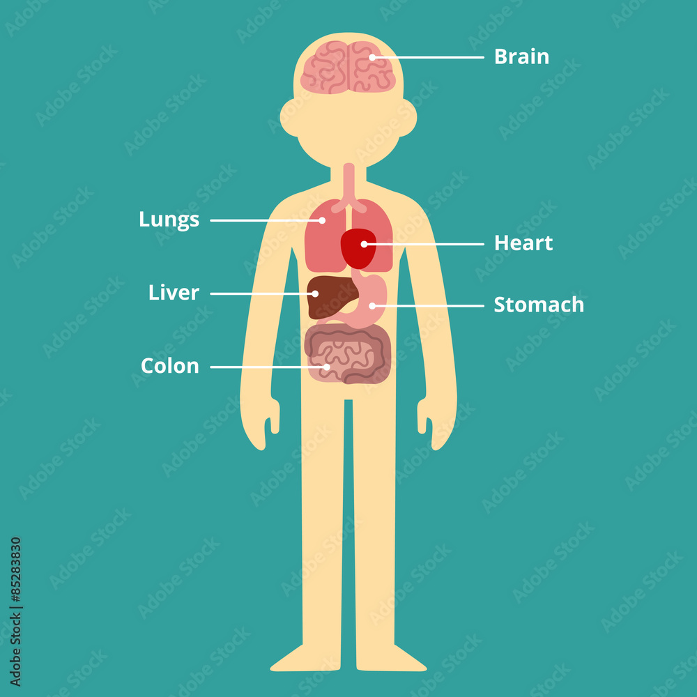 Human internal organ infographic chart with text captions. Stock Vector ...