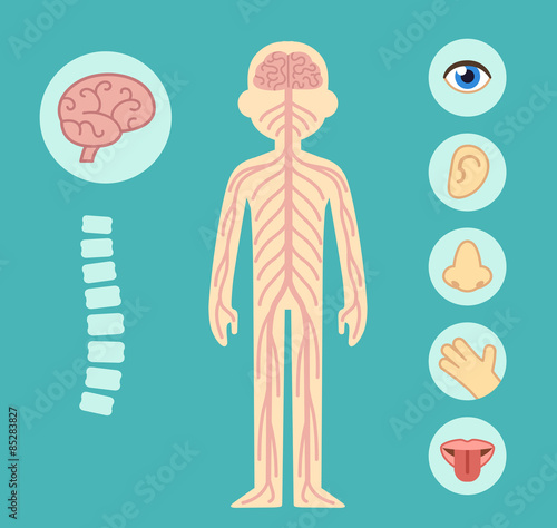 Nervous system infographic chart elements. Nerves, spine, brain and the five senses. 