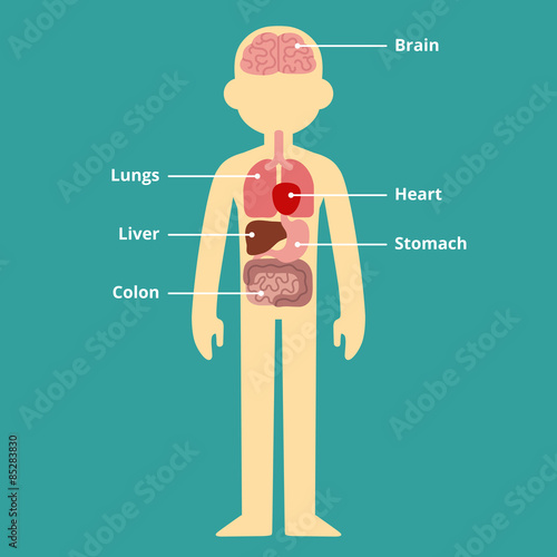 Human internal organ infographic chart with text captions.