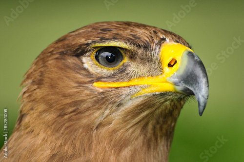 Harris Hawk