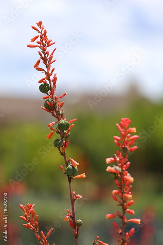 A red yucca bloom flower, with seed pods growing on the stem, as well. 