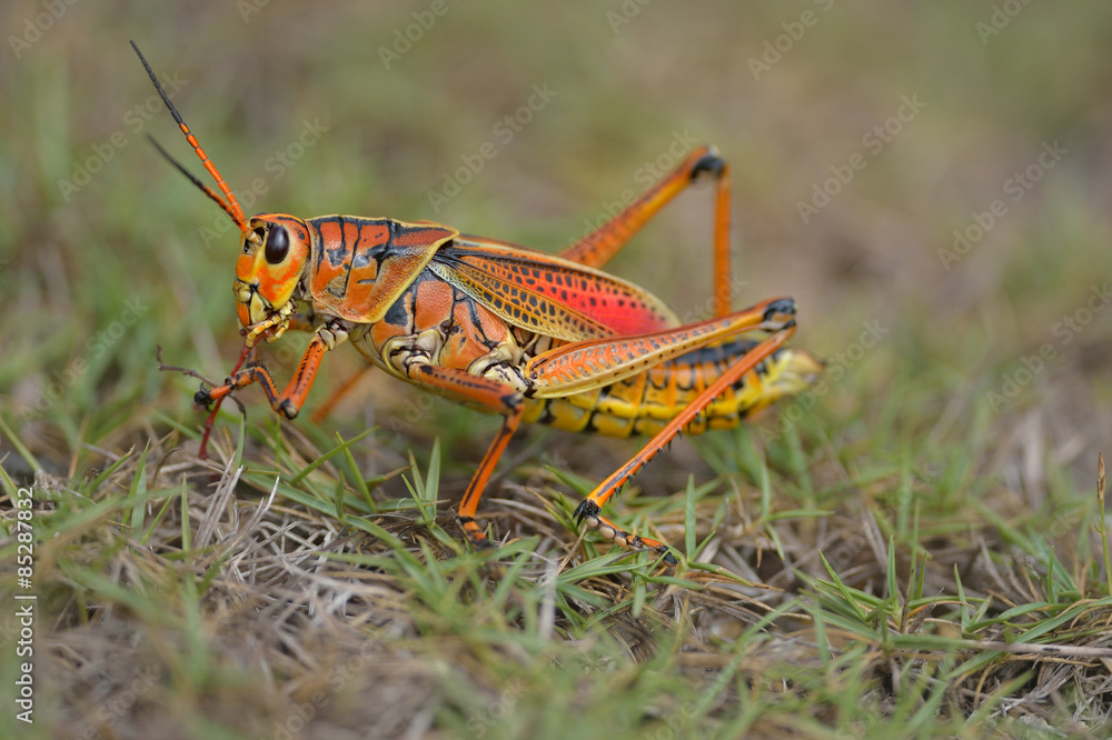 southeastern lubber grasshopper is landing on the grass
southeastern lubber grasshopper is landing on the grass