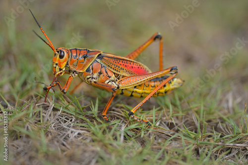 southeastern lubber grasshopper is landing on the grass 