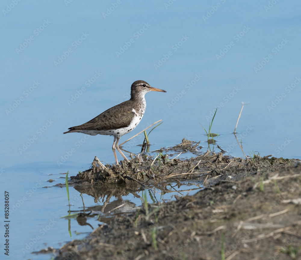 Spotted Sandpiper Spotted Sandpiper