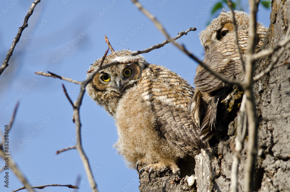 Young Owlet Making Direct Eye Contact From Its Nest Young Owlet Making Direct Eye Contact From Its Nest