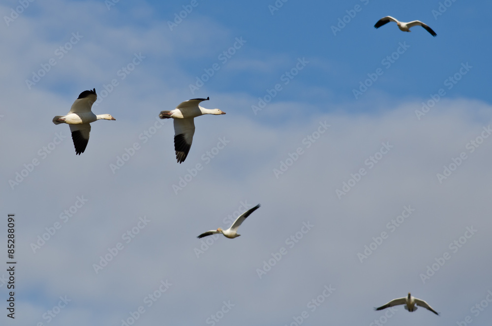 Two Snow Geese Flying in a Cloudy Sky Two Snow Geese Flying in a Cloudy Sky