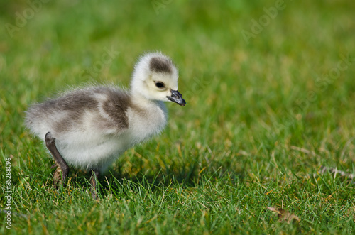 Adorable Little Gosling Looking for Food in the Green Grass © rck
