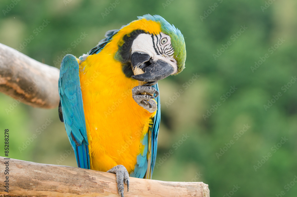 Beautiful blue and gold macaw parrot eating feed
