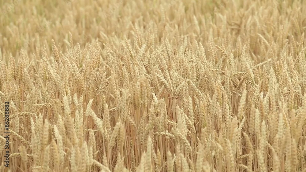 Wheat Blowing in Wind 1080p amber waves of grain Wheat Blowing in Wind 1080p amber waves of grain