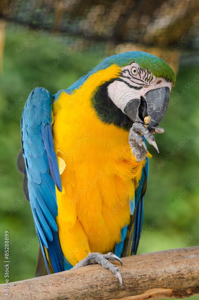 Beautiful blue and gold macaw parrot eating feed