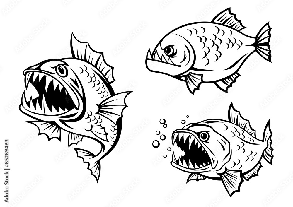 Fototapeta premium Angry piranha fishes with sharp teeth