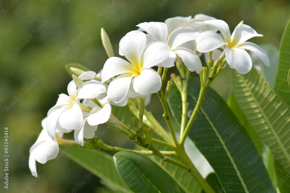 Fototapeta premium white and yellow frangipani flowers with leaves in background