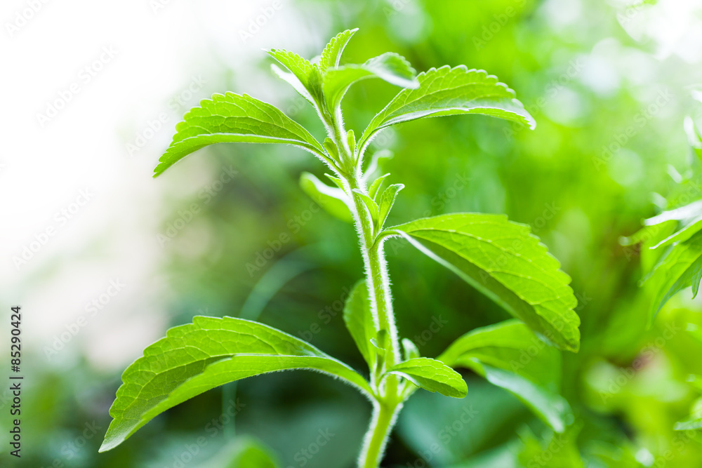 Stevia Plant, alternative to sugar, natural sweetener.  - obrazy, fototapety, plakaty 