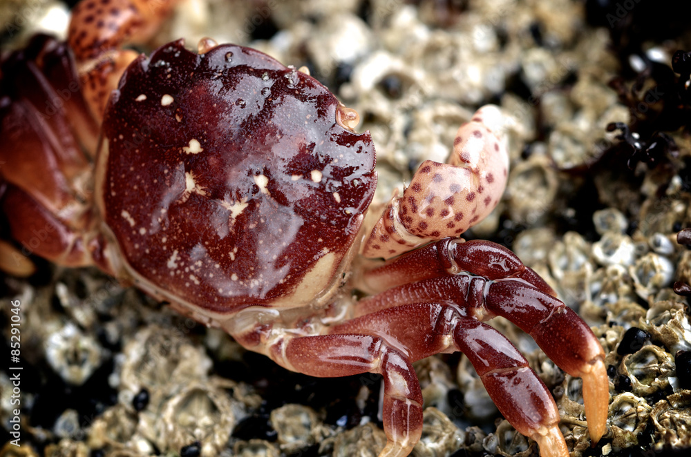 A purple shore crab at Oswald West State Park, Oregon