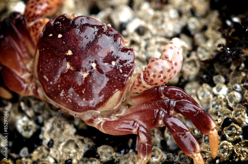 A purple shore crab at Oswald West State Park, Oregon