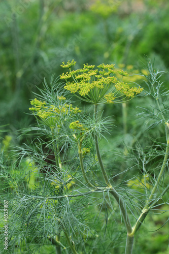 Obraz na plátne dill plant and flower