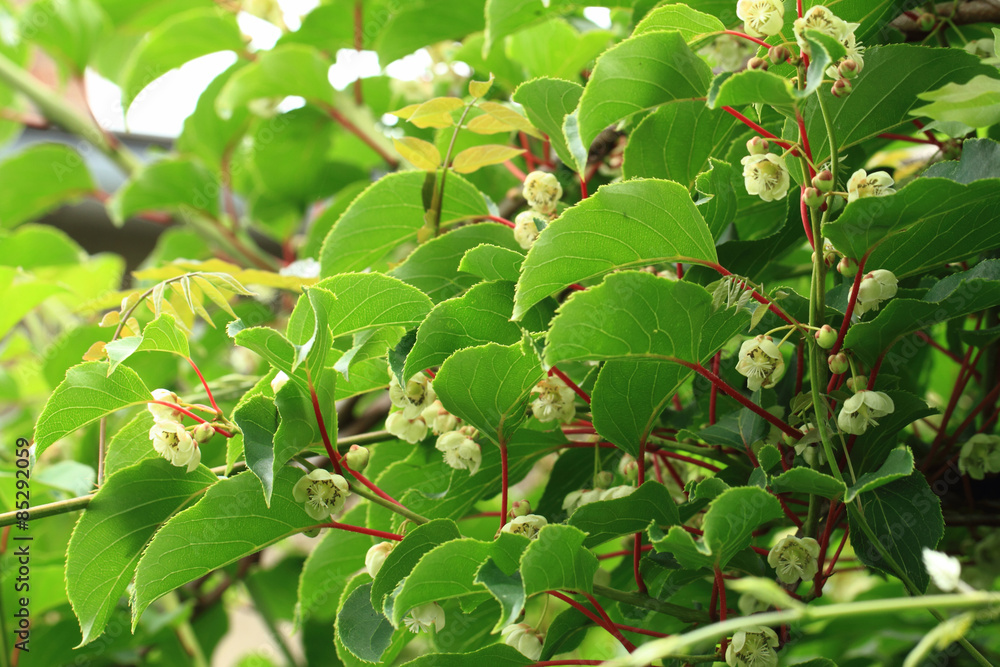 Fototapeta premium kiwi flowers and plant (actinidia)