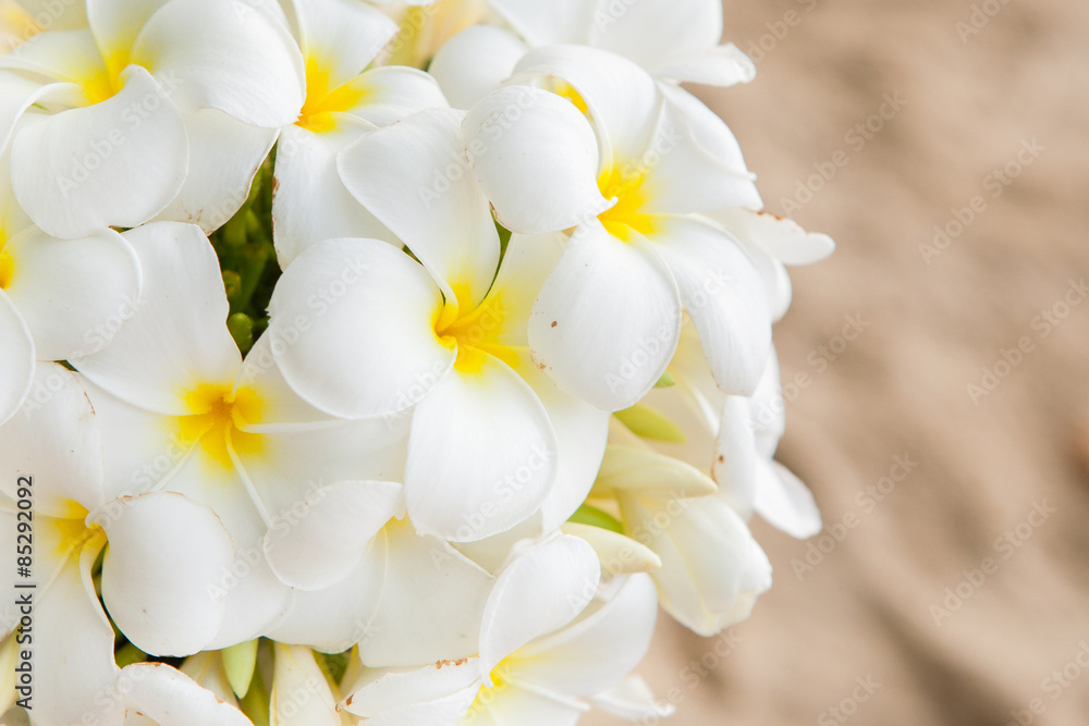 Flower Bouquet of Plumeria Flower Bouquet of Plumeria