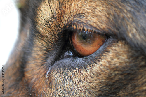 dog eye detail
