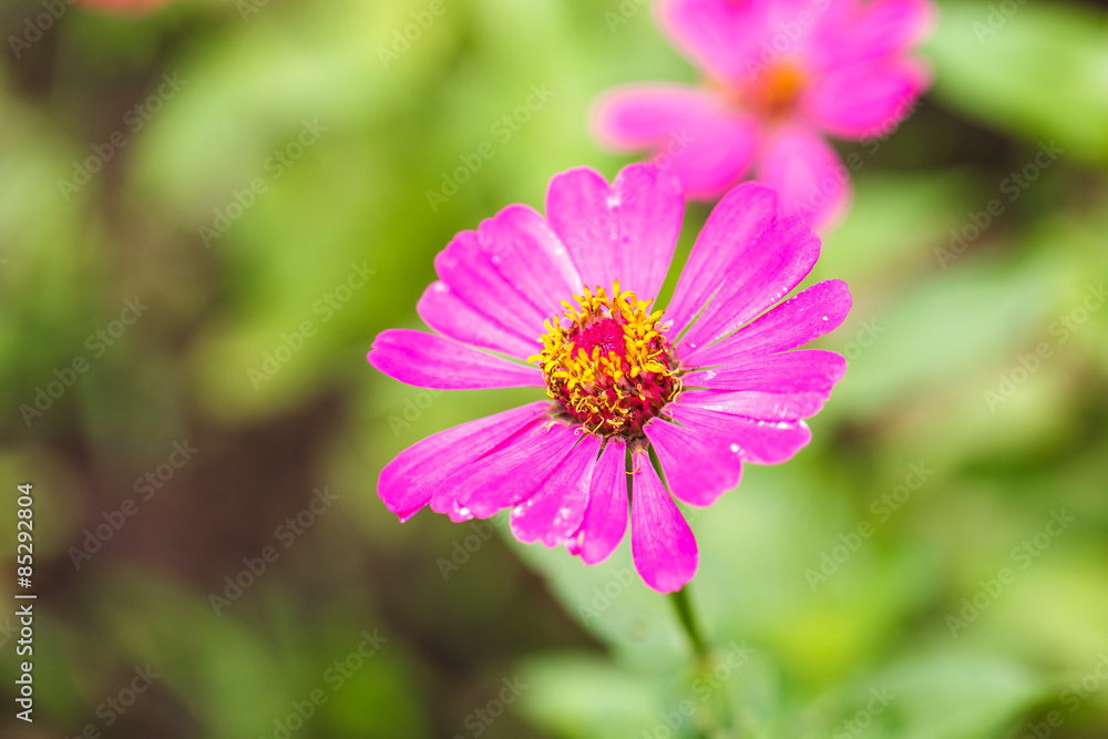 Pink Zinnia flower in garden backaground.