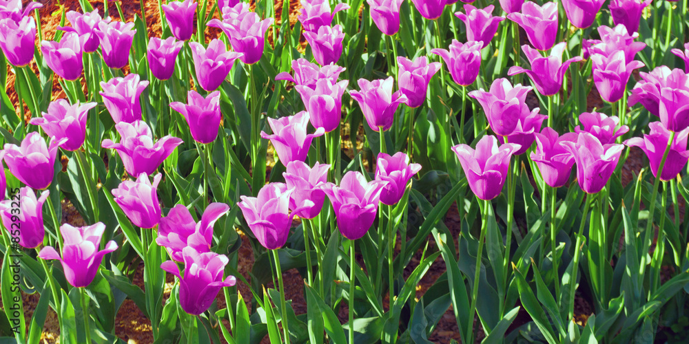 purple flowers tulips purple flowers tulips