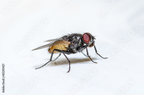 Common house fly © paaton