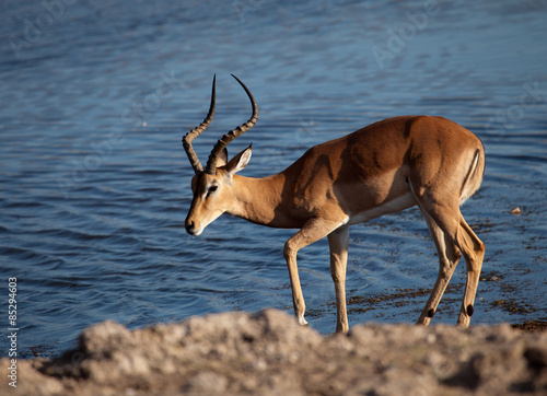 topi-antelope, Namibia