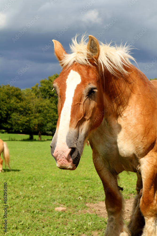 Obraz premium cheval 18062015