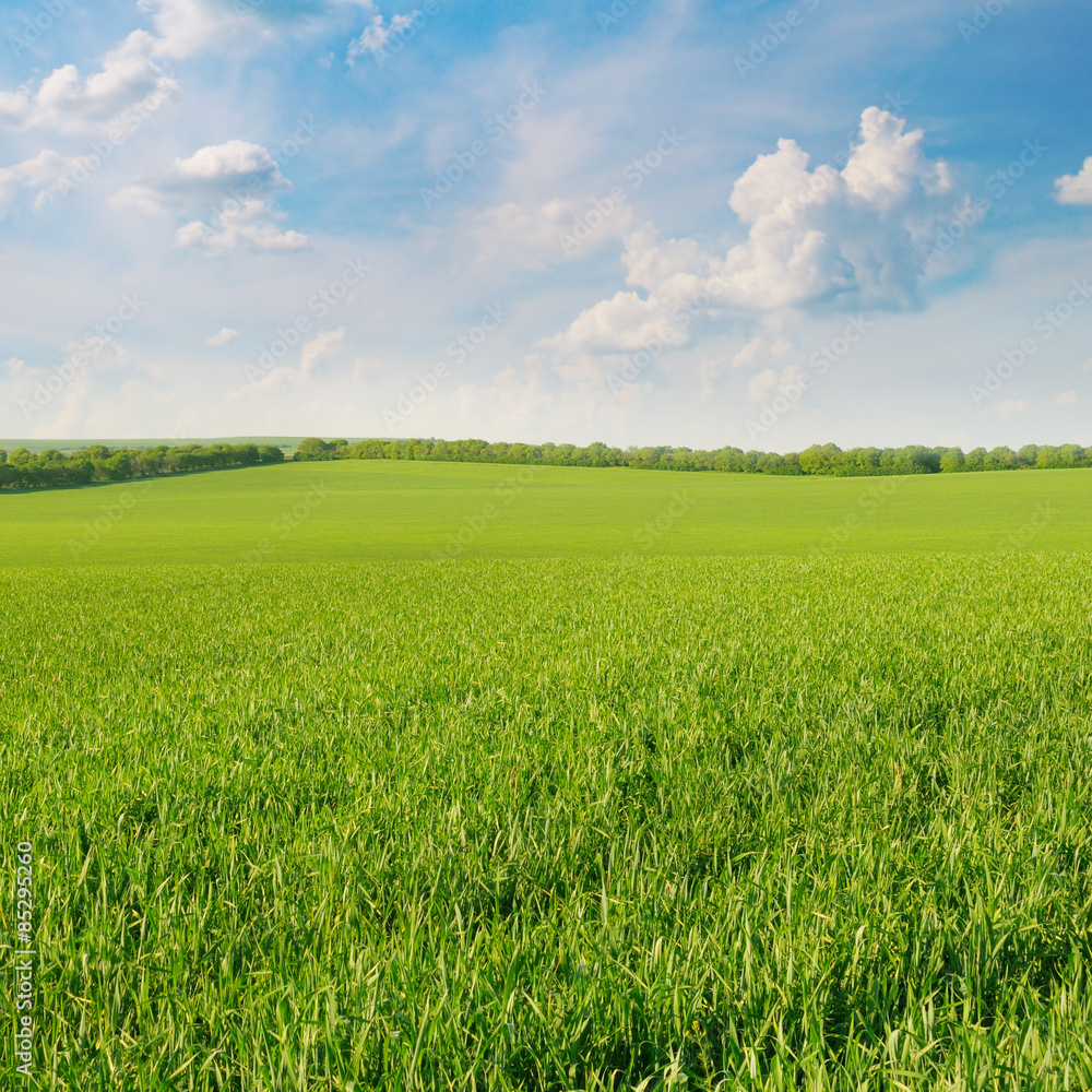 Obraz premium green field and blue sky with clouds