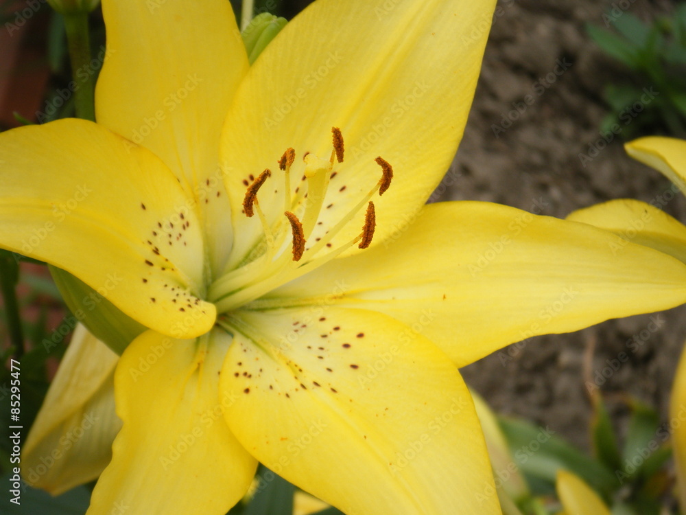 Obraz premium 黄色のスカシユリ