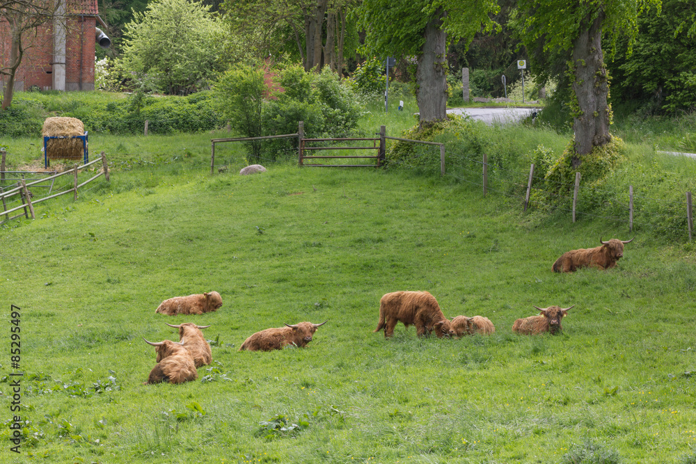 Aussiedlerhof mit Wiese und Red Gallowayrindern Aussiedlerhof mit Wiese und Red Gallowayrindern