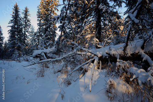 forest winter