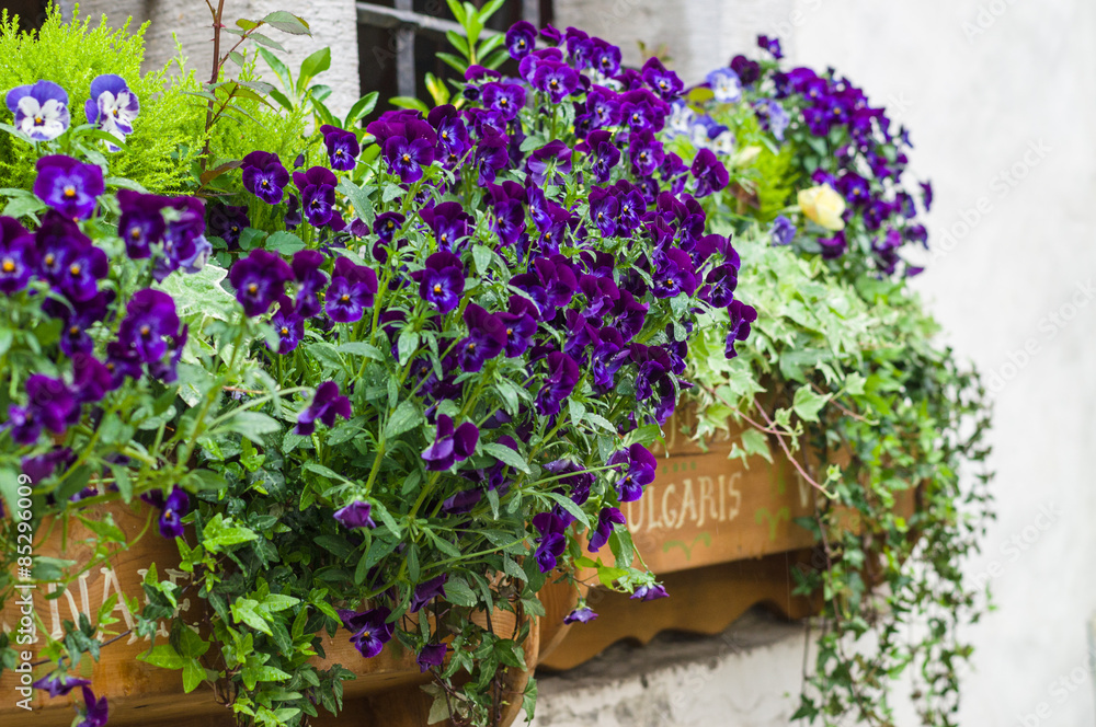 Beautiful purple flowers in a window garden closeup